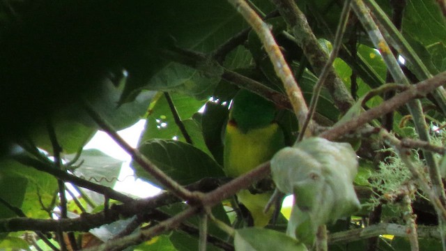 Yellow-collared Chlorophonia - ML628561783