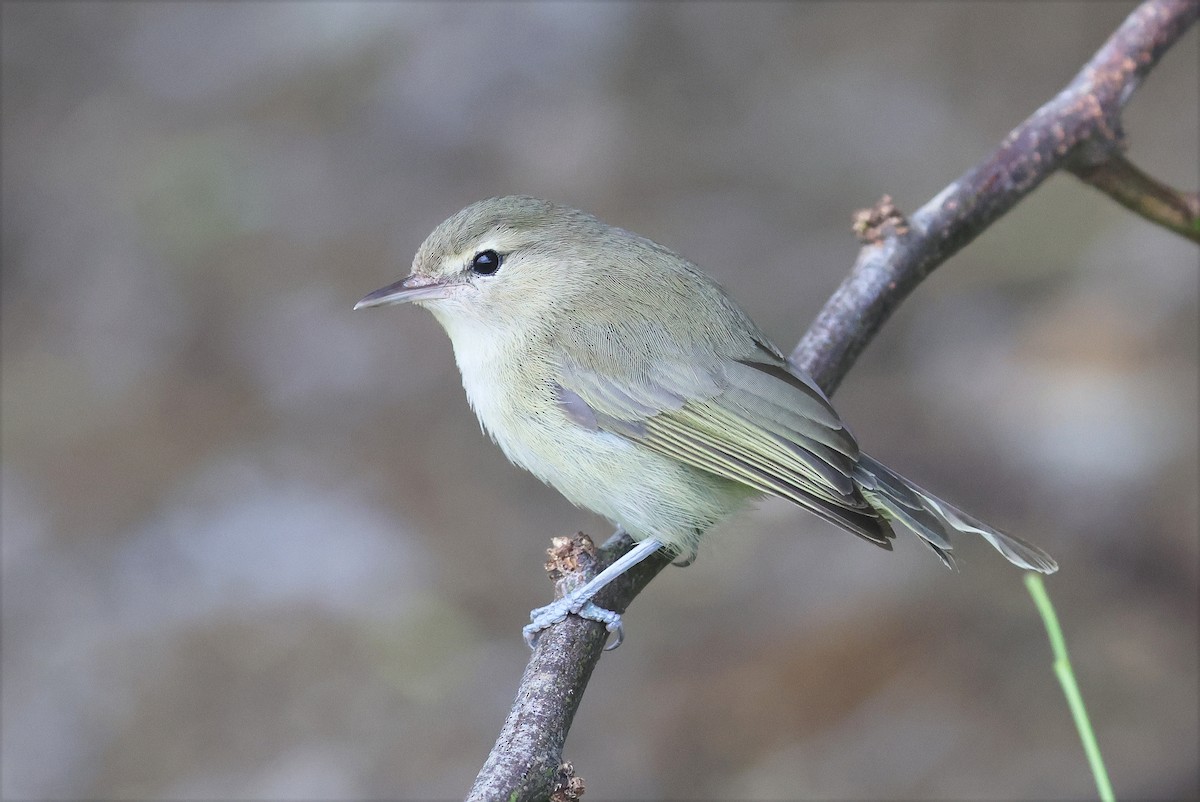 Noronha Vireo - ML628561786