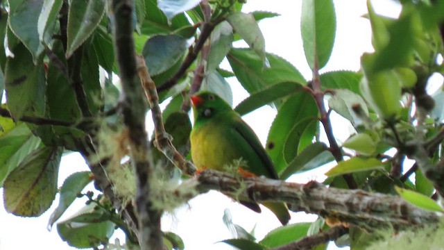 Yellow-collared Chlorophonia - ML628561847