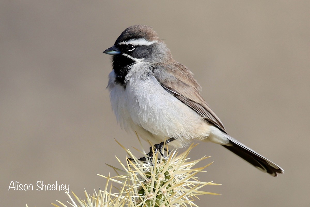 Black-throated Sparrow - ML628561941