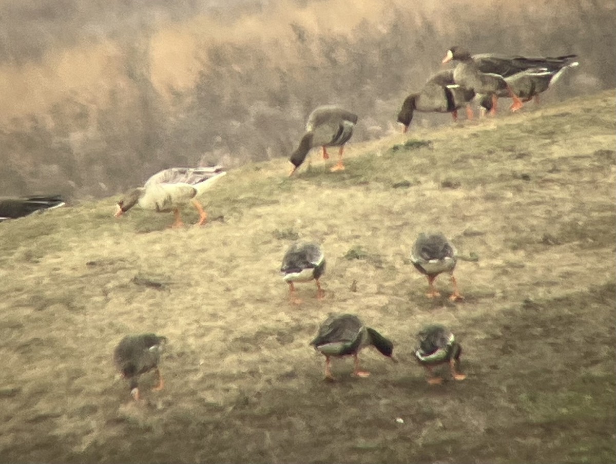 Greater White-fronted Goose - ML628562089