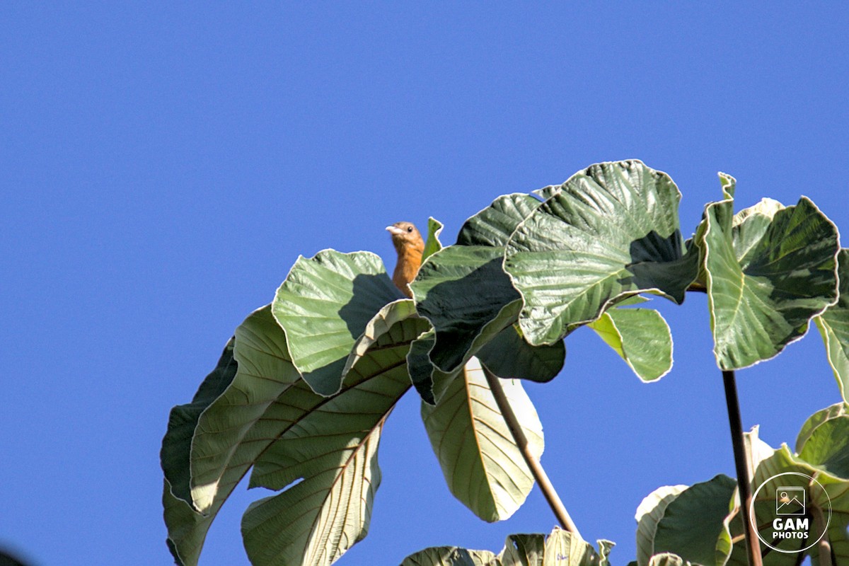 Flame-crested Tanager (Flame-crested) - ML628562437