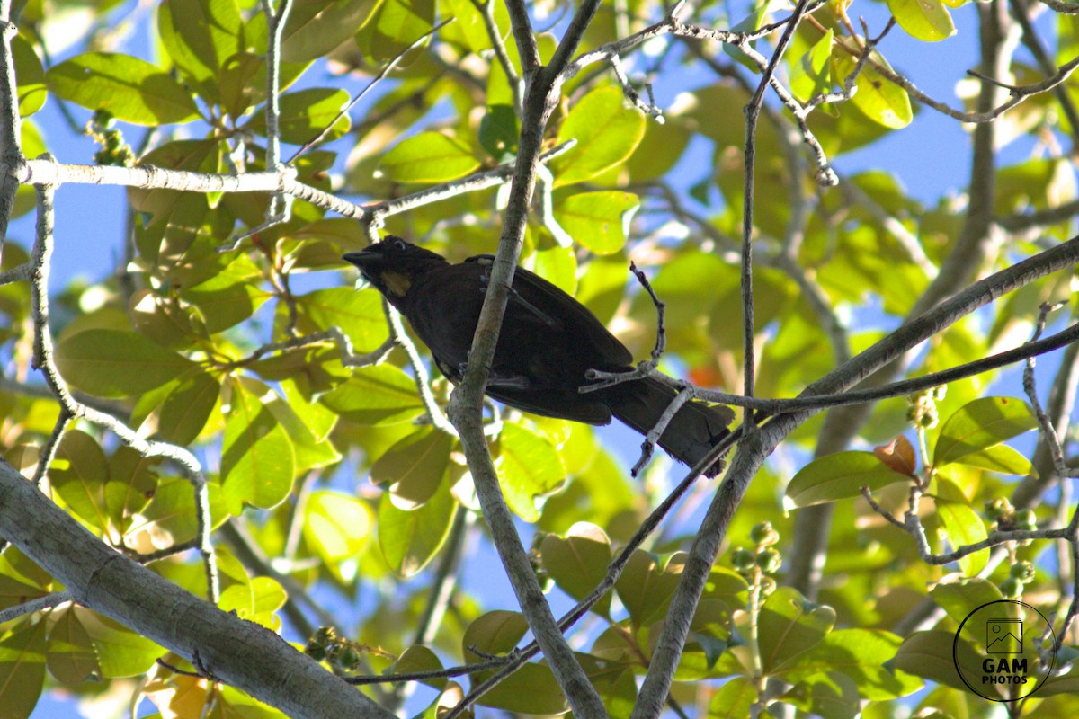 Flame-crested Tanager (Flame-crested) - ML628562439