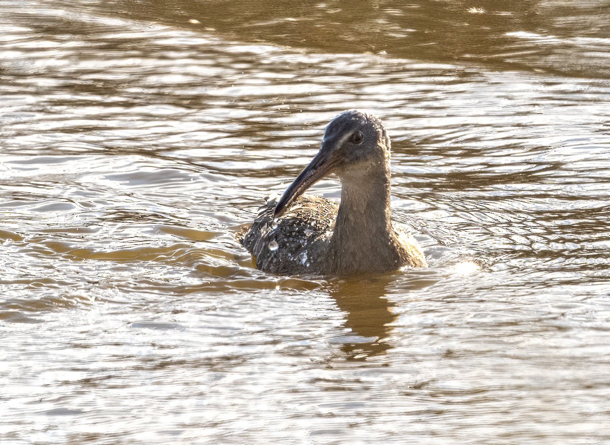 Clapper Rail - ML628562520