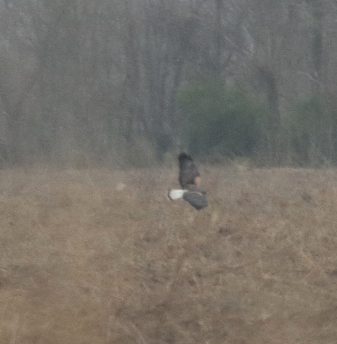 káně pestrá - ML628562646