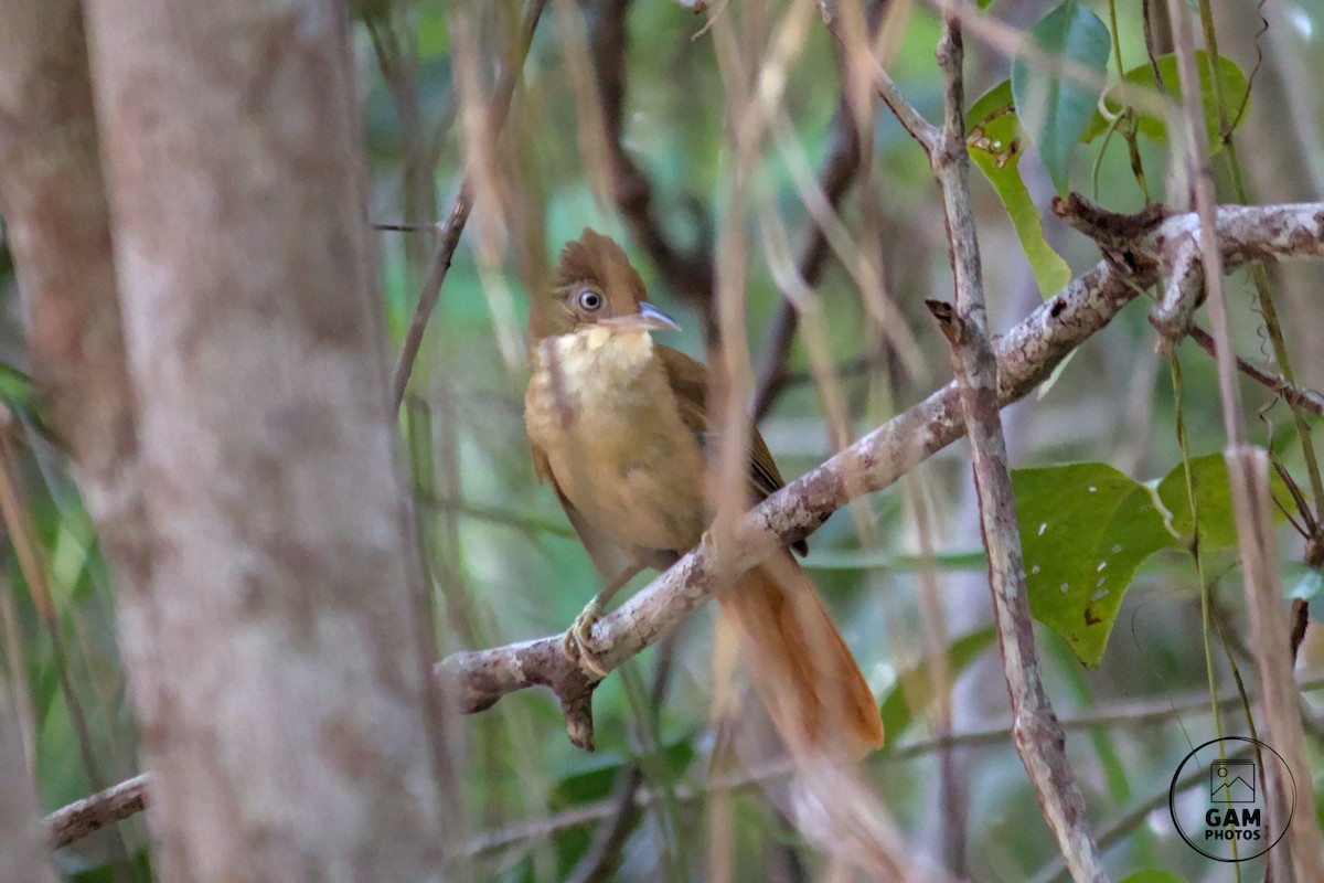Pernambuco Foliage-gleaner - ML628562658