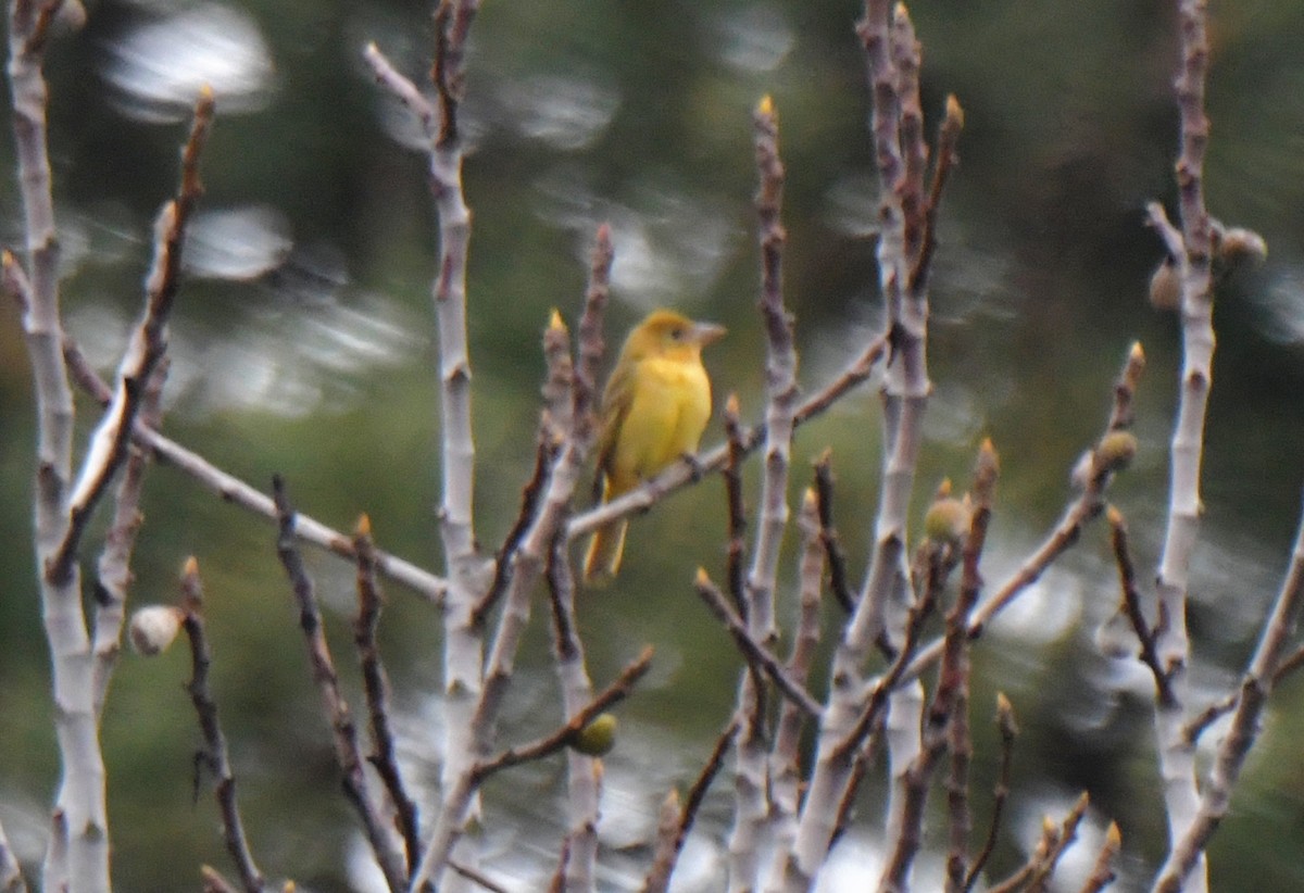 Summer Tanager - ML628562681