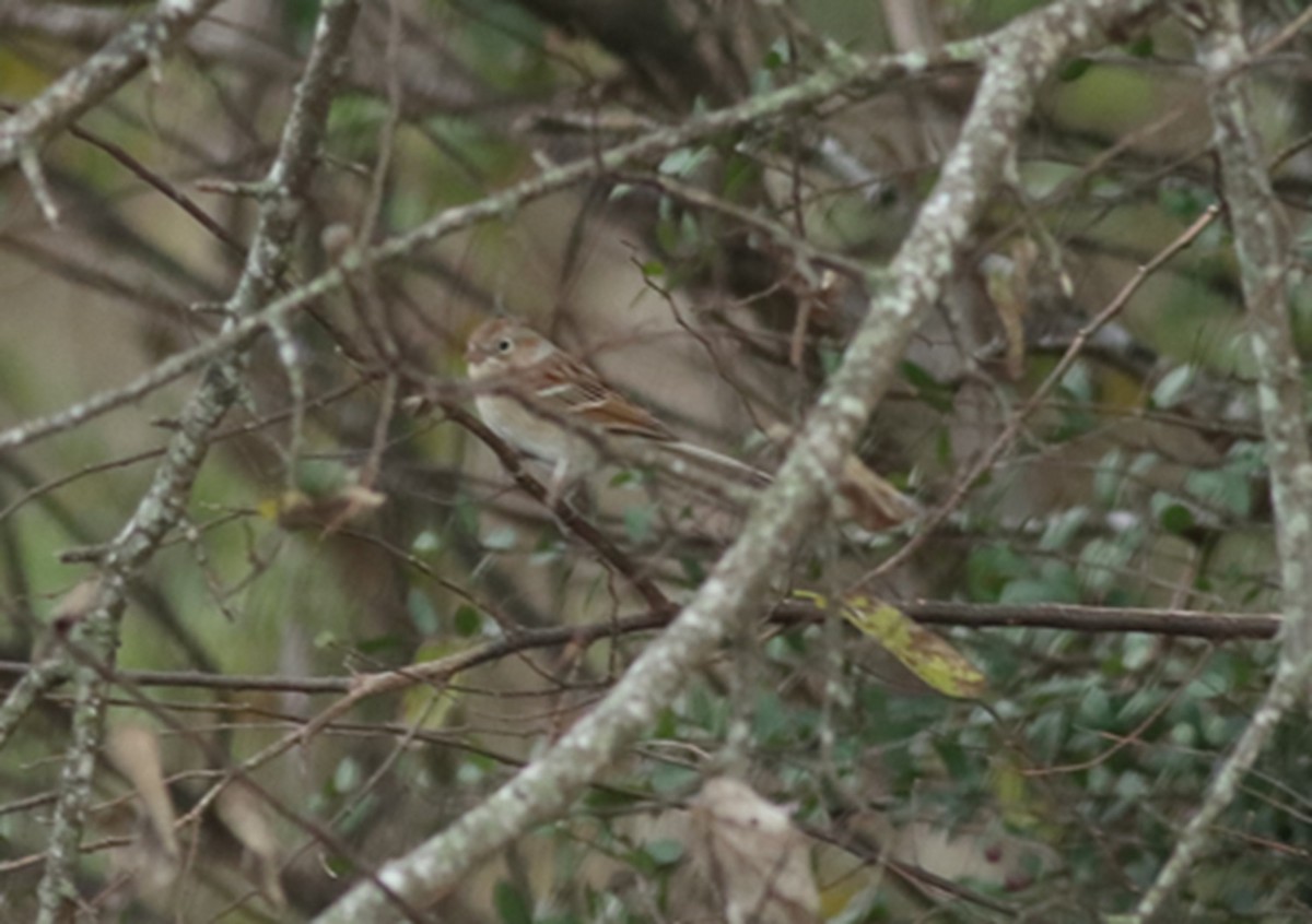 Field Sparrow - ML628563225