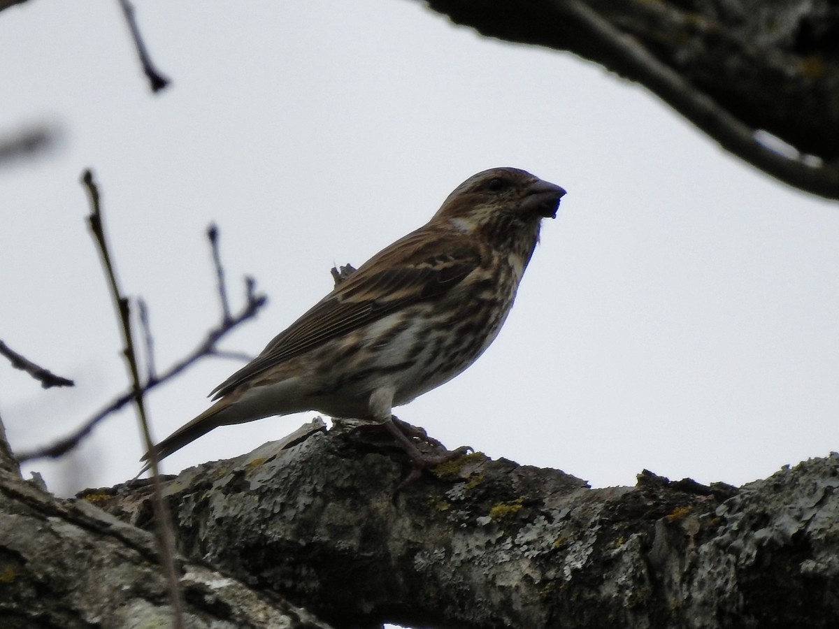 Purple Finch - ML628563383