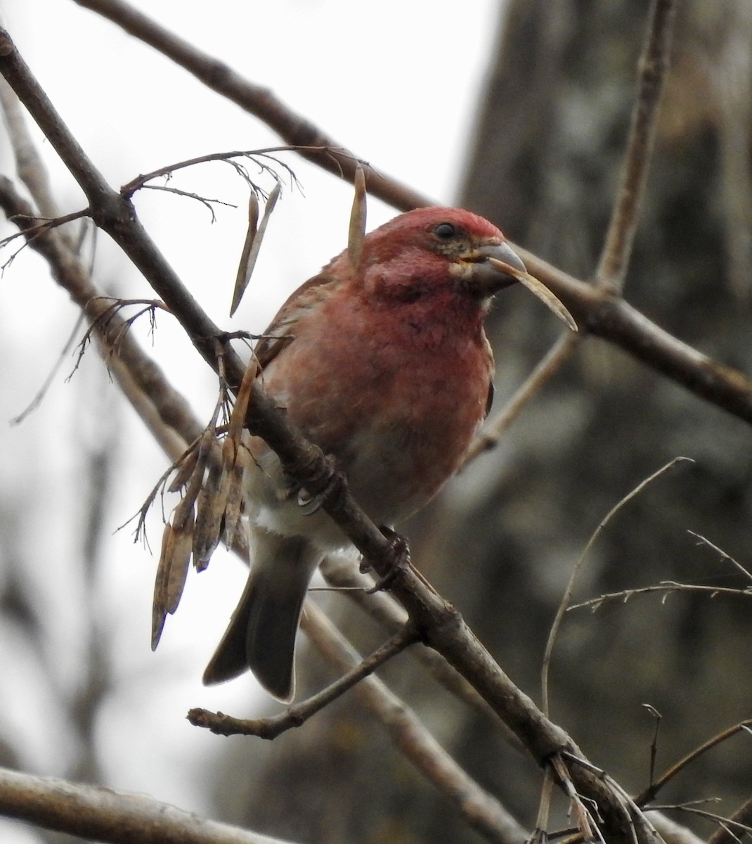 Purple Finch - ML628563384