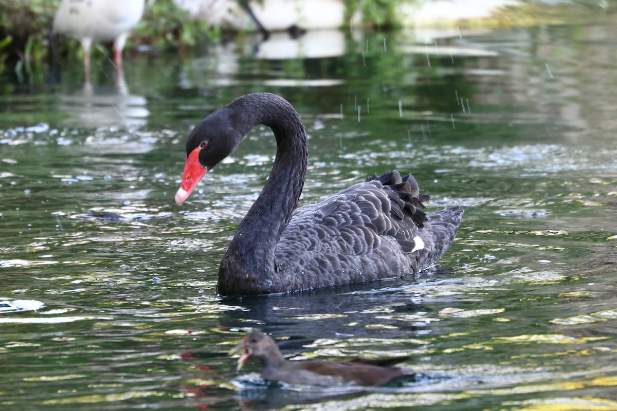 Лебідь чорний - ML628563401