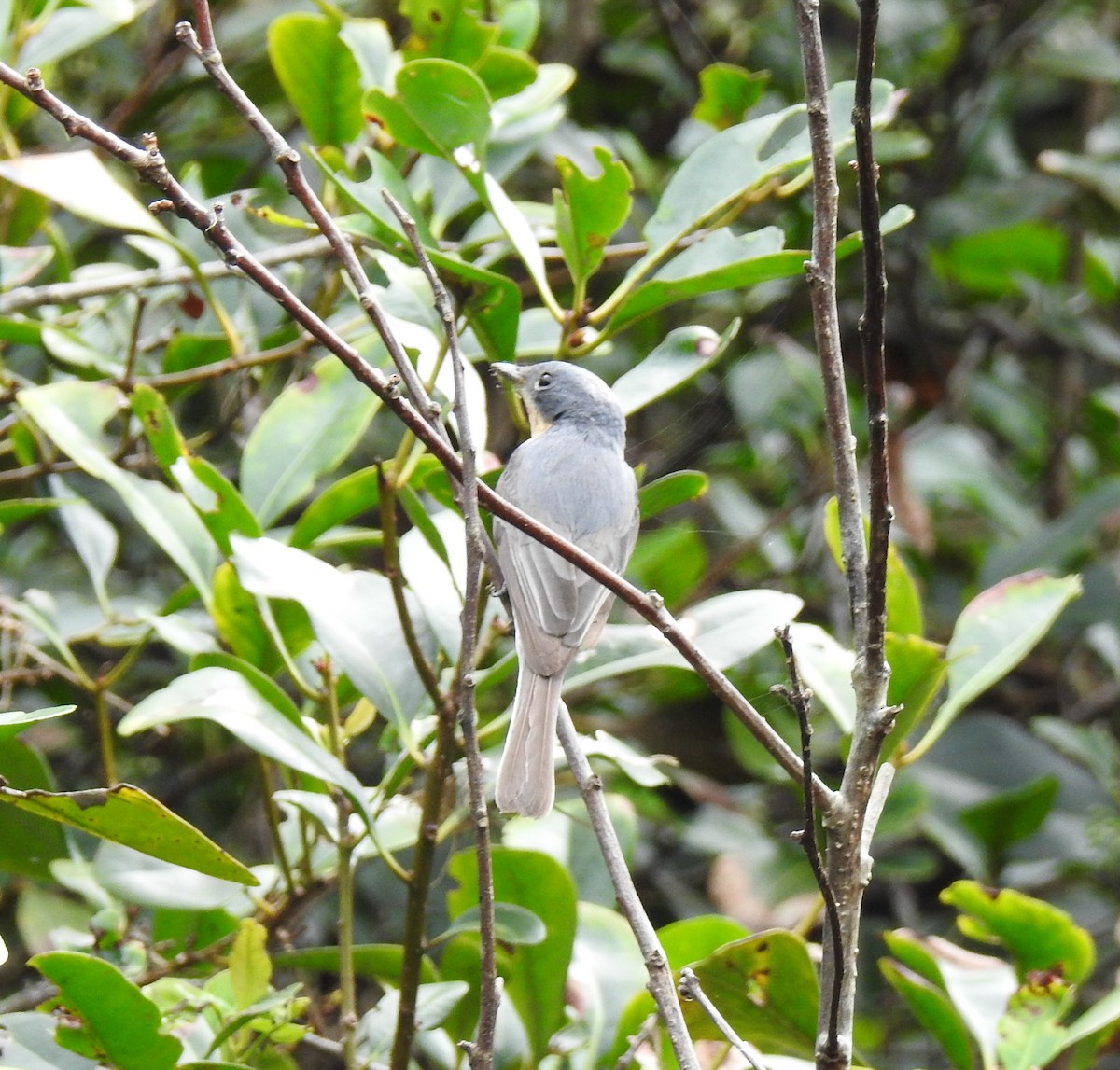 Leaden Flycatcher - ML628563537