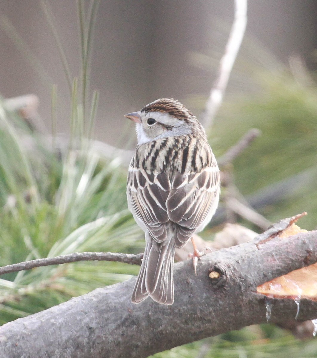 Chipping x Clay-colored Sparrow (hybrid) - ML628563574
