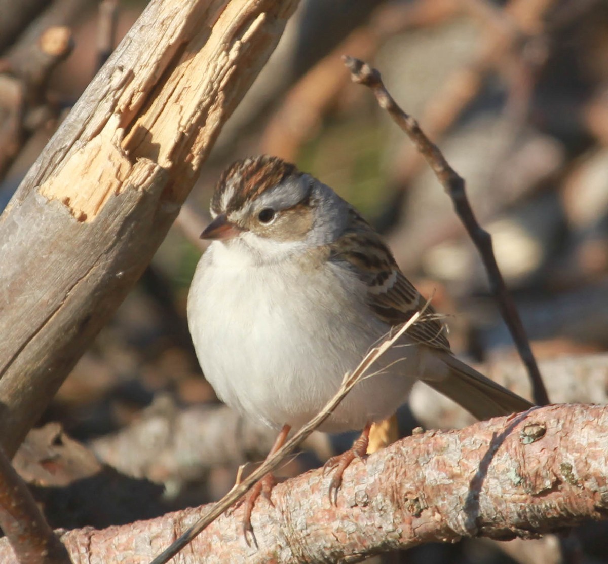 Chipping x Clay-colored Sparrow (hybrid) - ML628563690