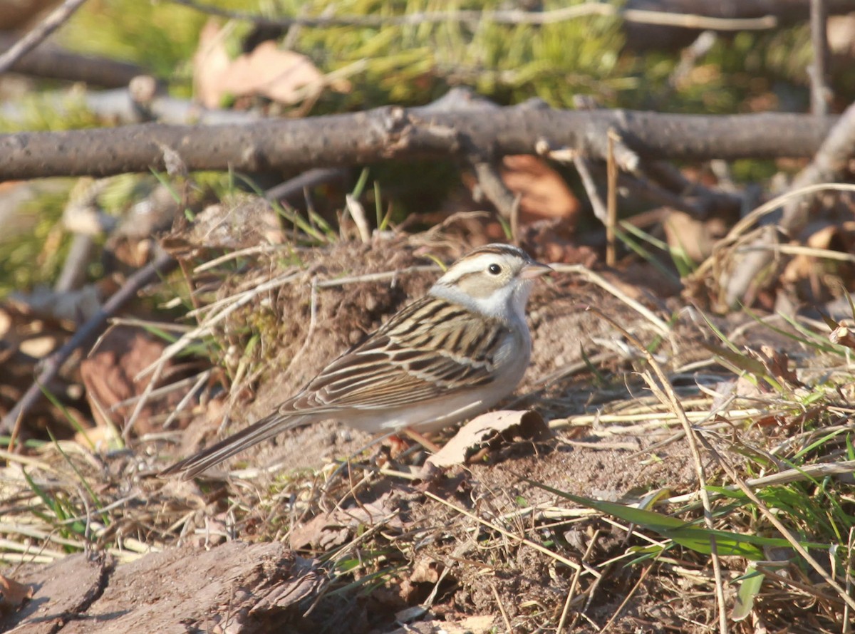 Chipping x Clay-colored Sparrow (hybrid) - ML628563691