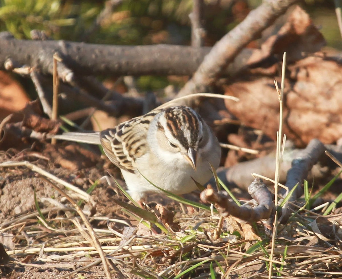 Chipping x Clay-colored Sparrow (hybrid) - ML628563692