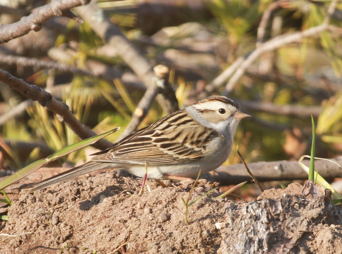 Chipping x Clay-colored Sparrow (hybrid) - ML628563693