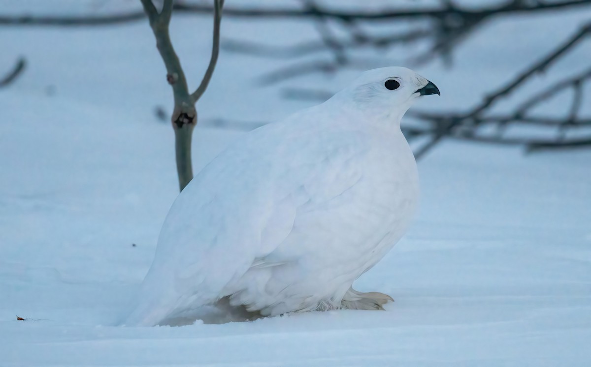 Willow Ptarmigan - ML628563701