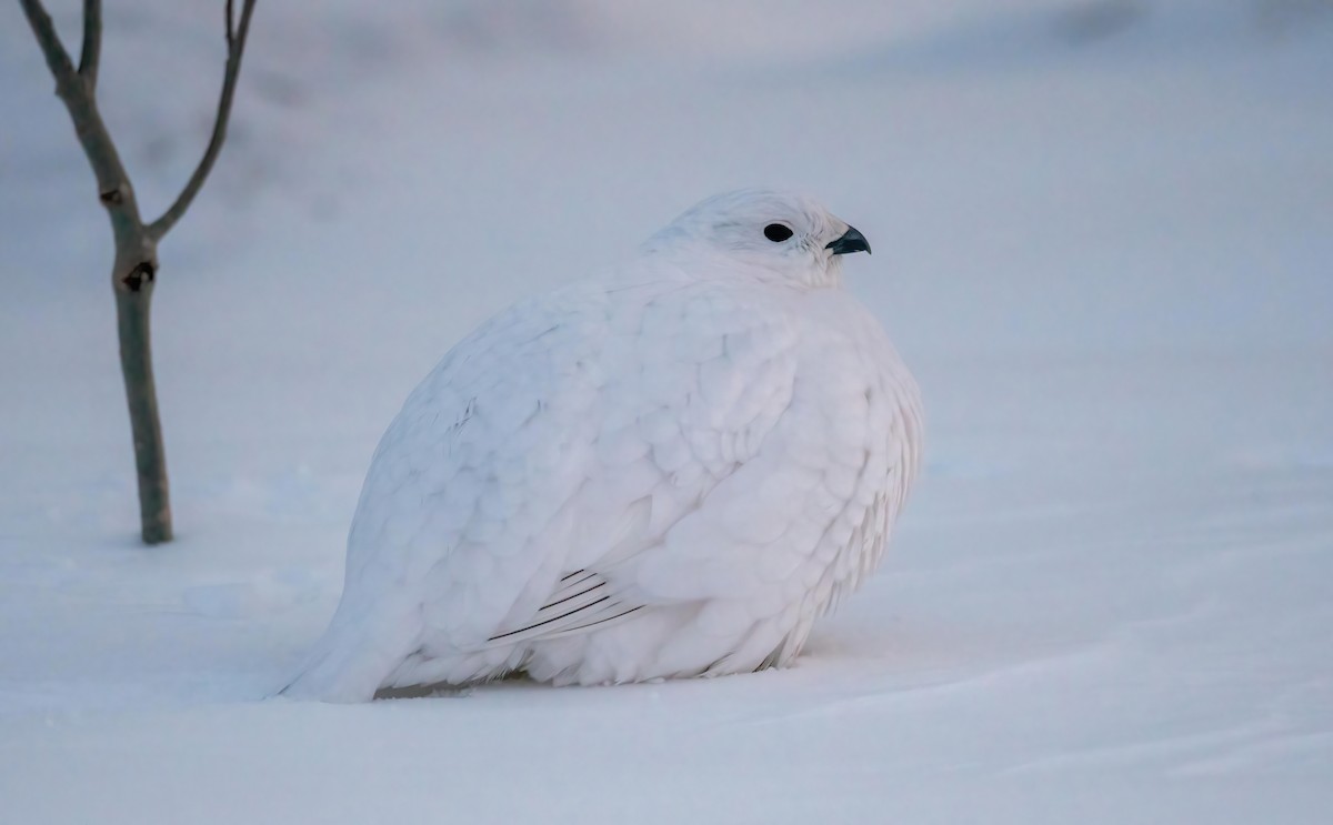 Willow Ptarmigan - ML628563702