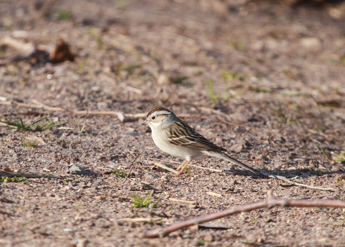 Chipping x Clay-colored Sparrow (hybrid) - ML628563722