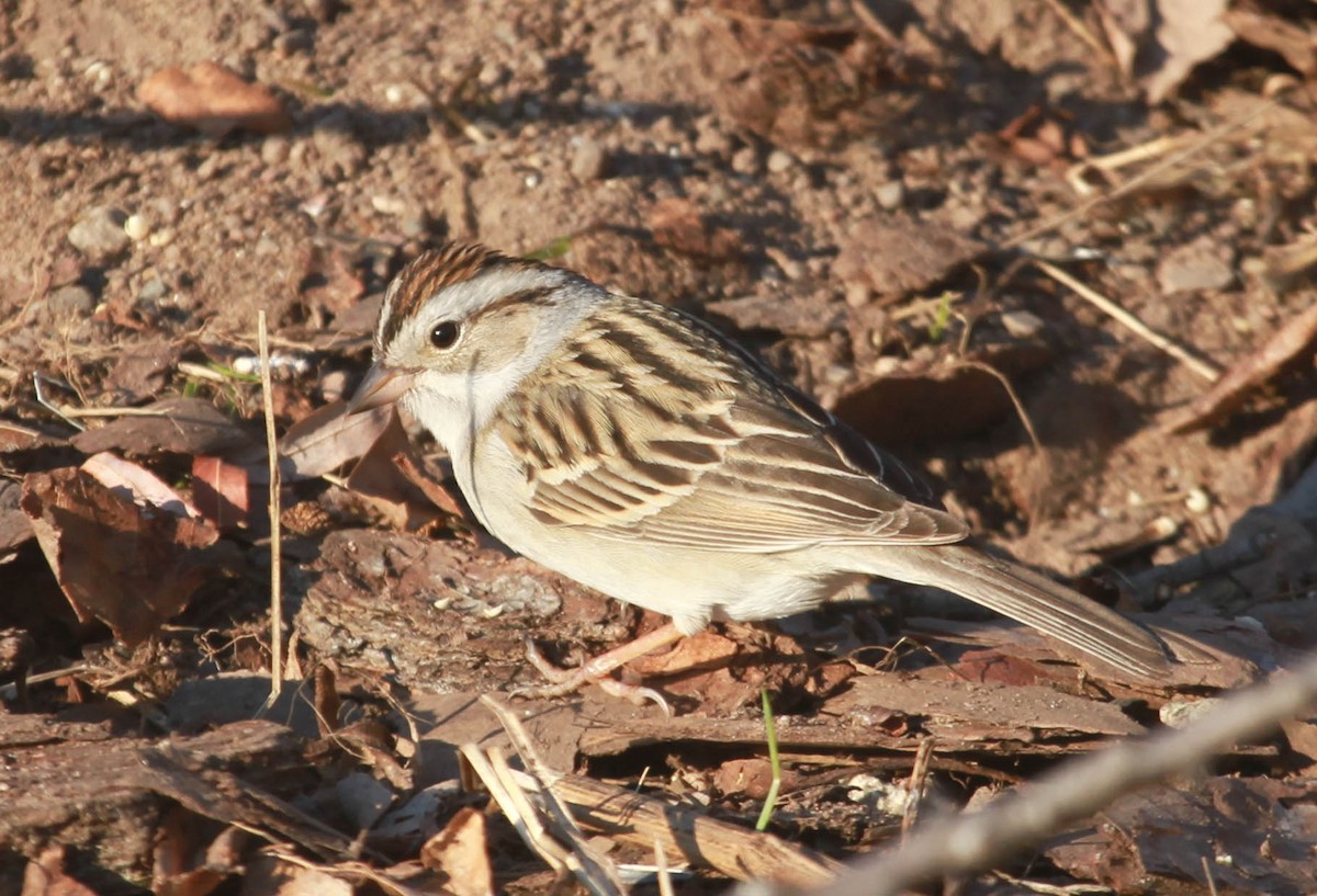 Chipping x Clay-colored Sparrow (hybrid) - ML628563770