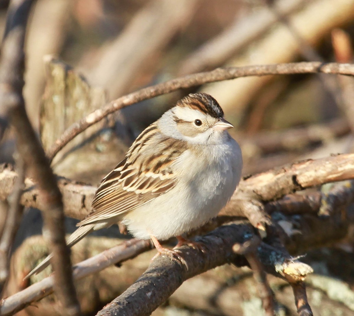 Chipping x Clay-colored Sparrow (hybrid) - ML628563771