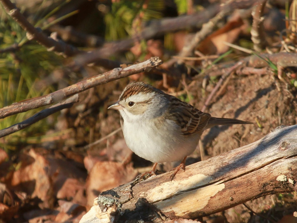Chipping x Clay-colored Sparrow (hybrid) - ML628563772