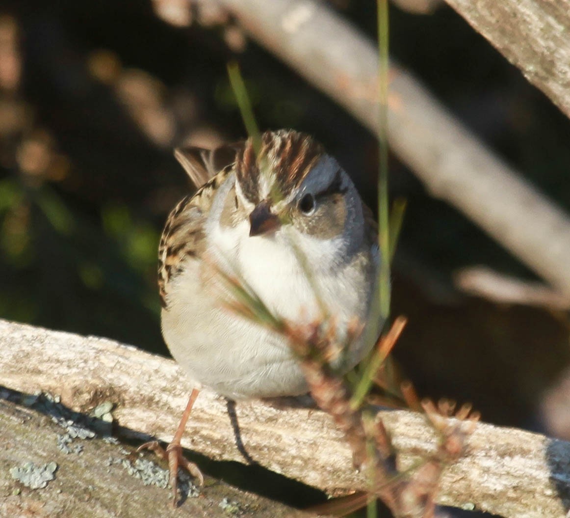 Chipping x Clay-colored Sparrow (hybrid) - ML628563773