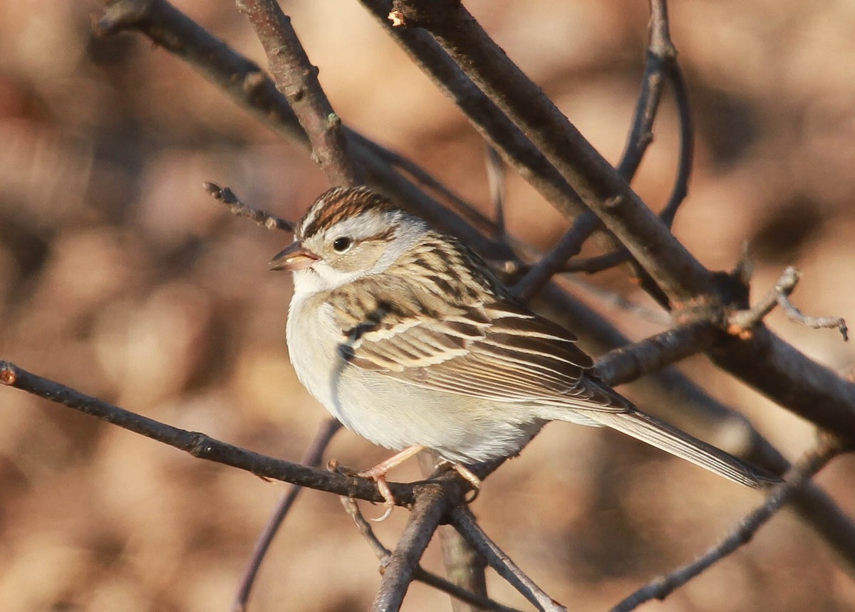 Chipping x Clay-colored Sparrow (hybrid) - ML628563820
