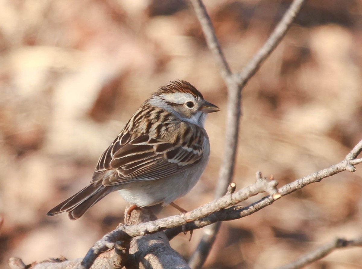 Chipping x Clay-colored Sparrow (hybrid) - ML628563821