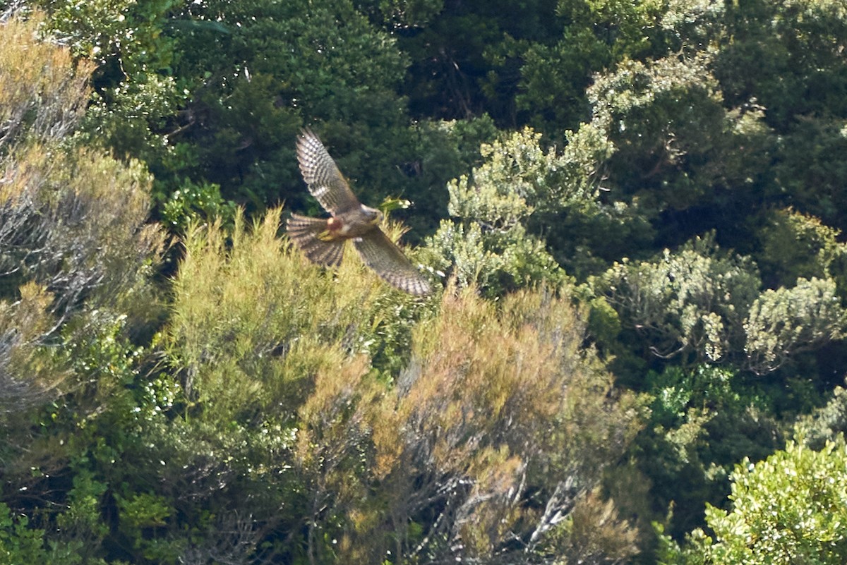 New Zealand Falcon - ML628563874