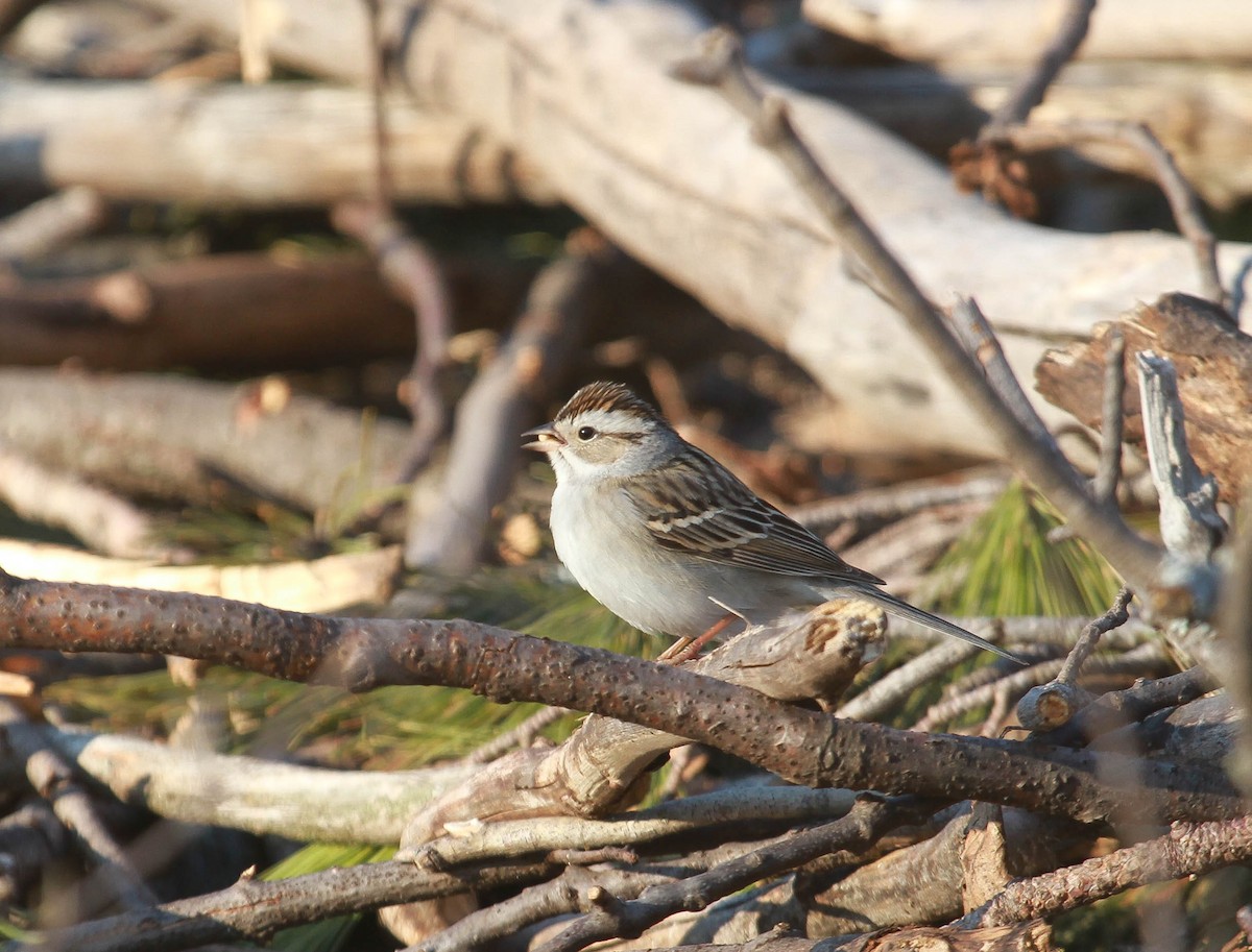 Chipping x Clay-colored Sparrow (hybrid) - ML628563882