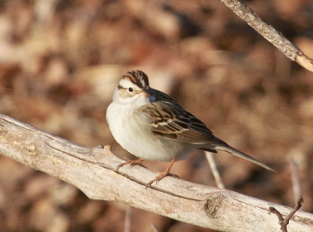 Chipping x Clay-colored Sparrow (hybrid) - ML628563883