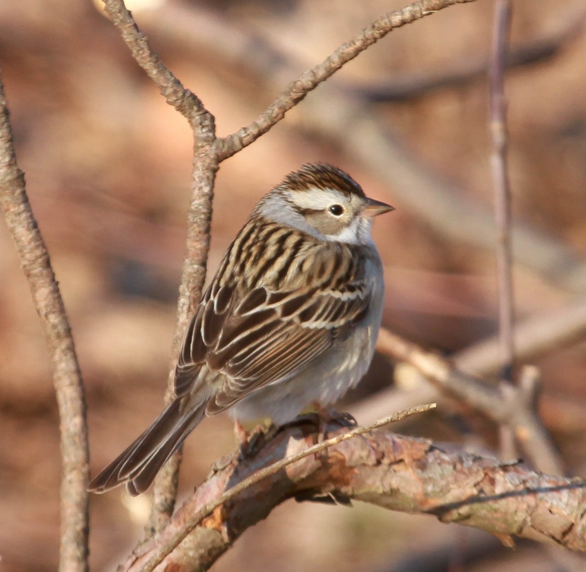 Chipping x Clay-colored Sparrow (hybrid) - ML628563884