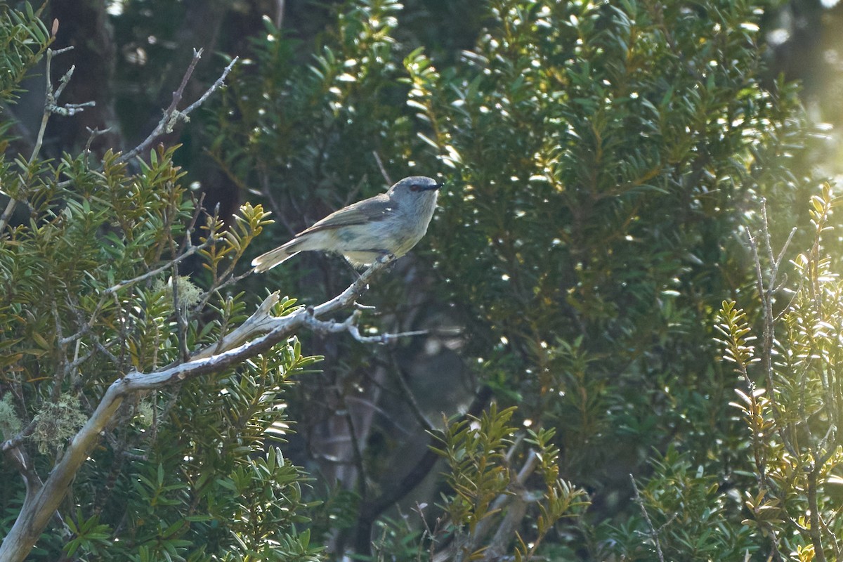 Gray Gerygone - ML628563895