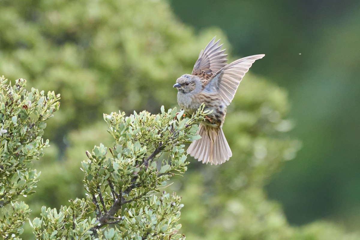 Dunnock - ML628563932