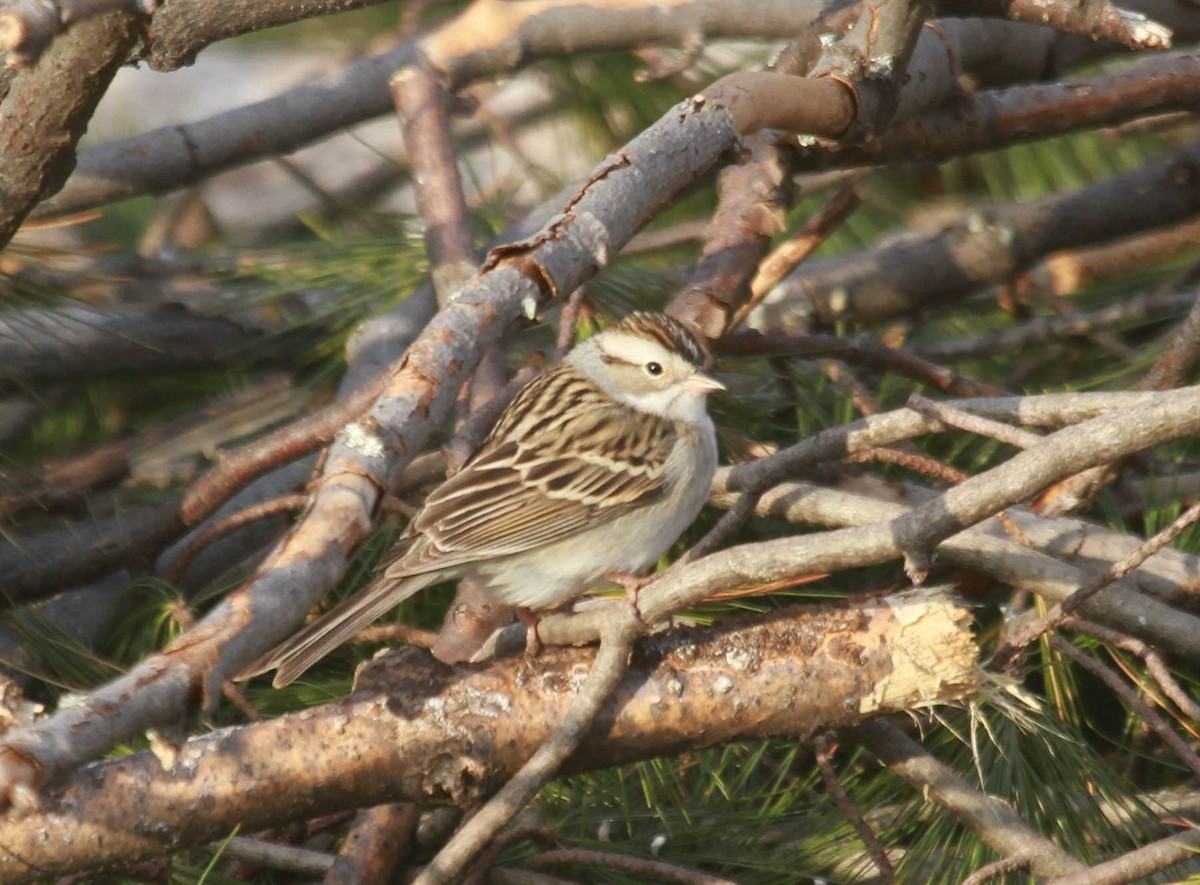 Chipping x Clay-colored Sparrow (hybrid) - ML628563968
