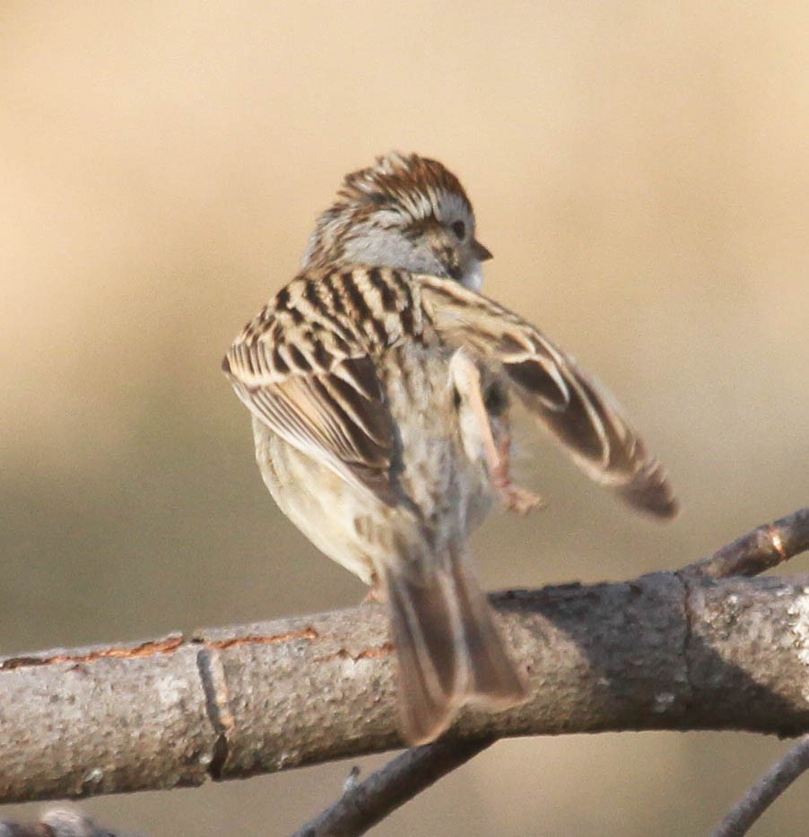 Chipping x Clay-colored Sparrow (hybrid) - ML628563969
