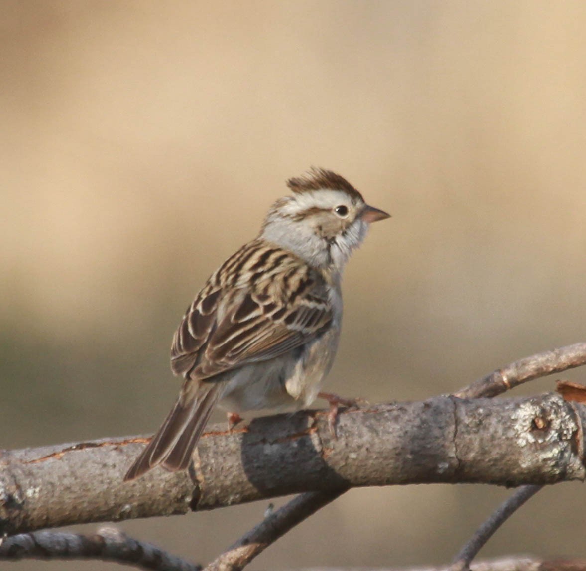 Chipping x Clay-colored Sparrow (hybrid) - ML628563971