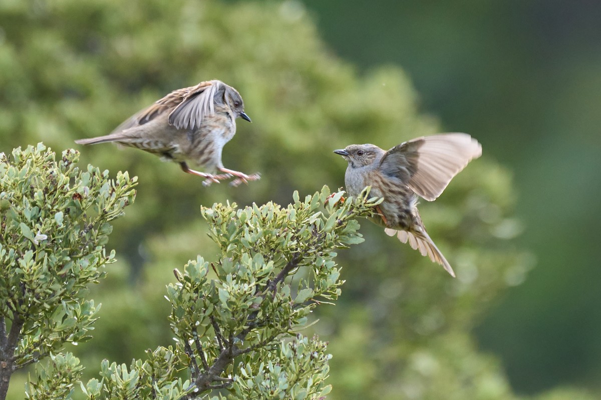 Dunnock - ML628564012