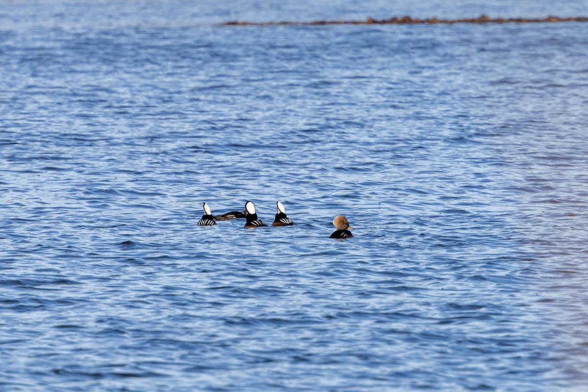 Hooded Merganser - ML628564024