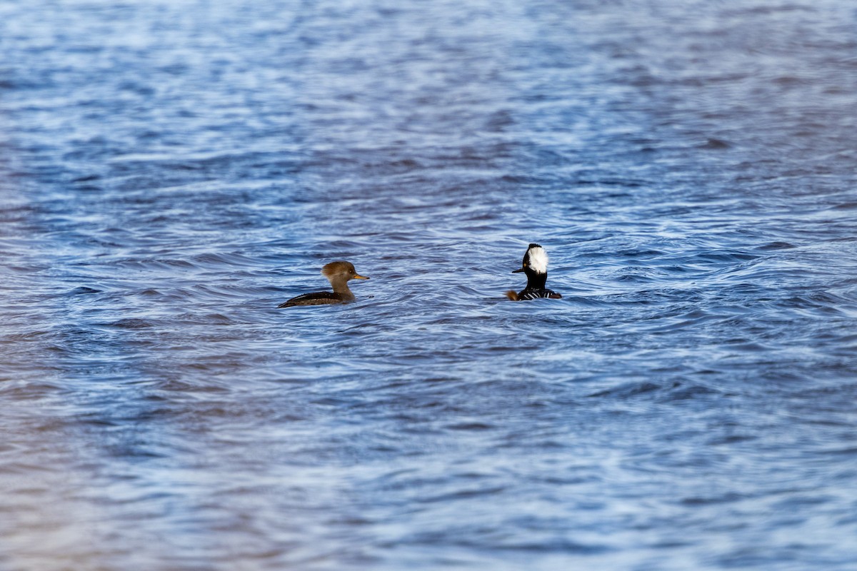 Hooded Merganser - ML628564025