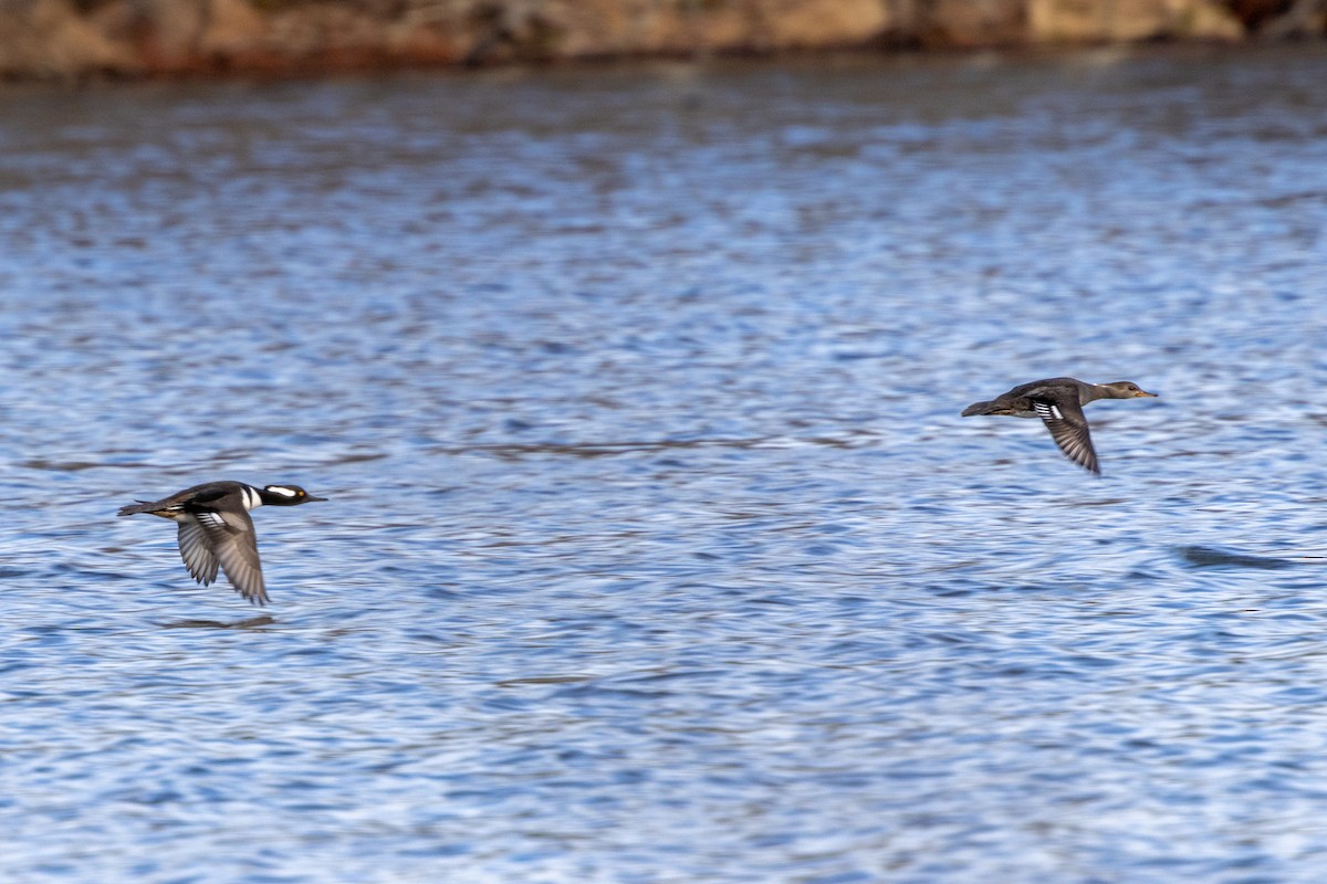 Hooded Merganser - ML628564026