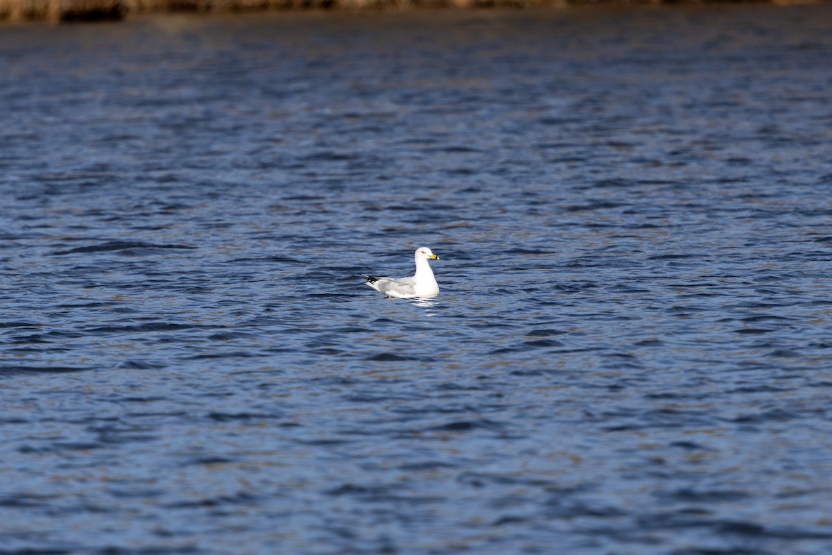 Ring-billed Gull - ML628564043