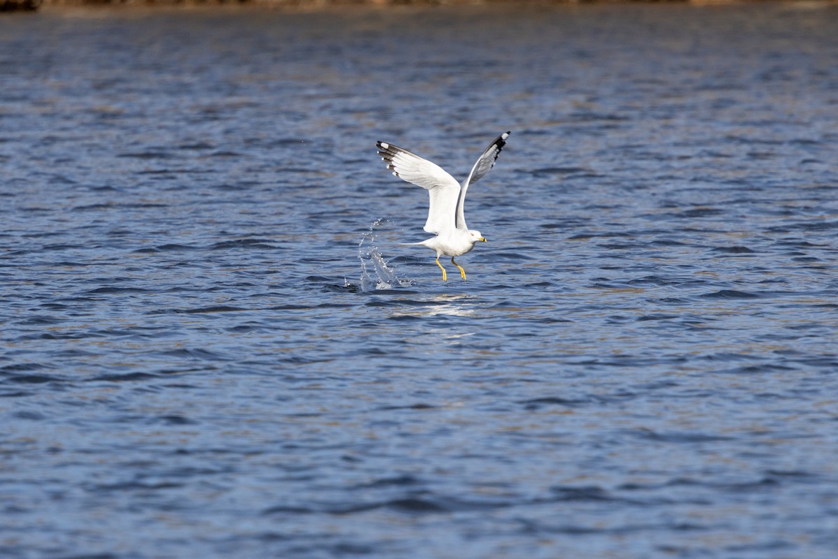 Ring-billed Gull - ML628564044