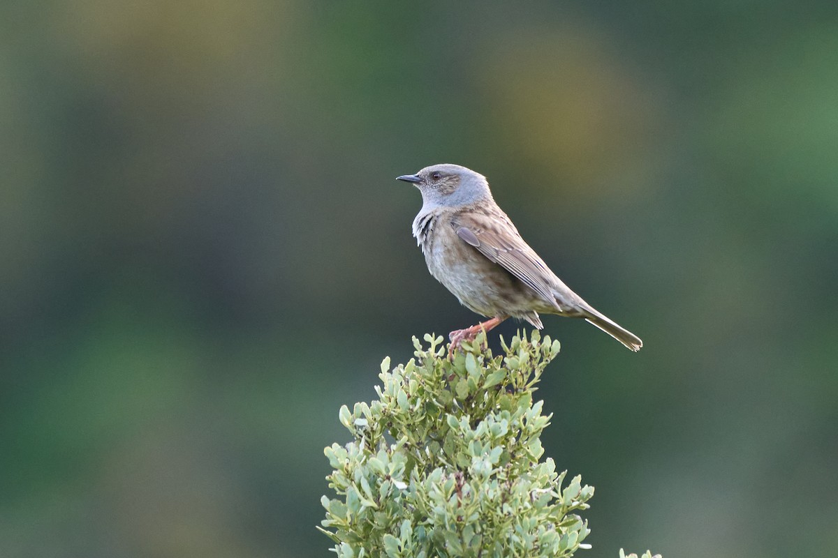 Dunnock - ML628564079