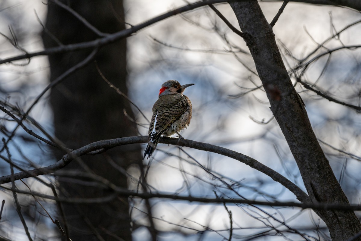 Northern Flicker - ML628564137
