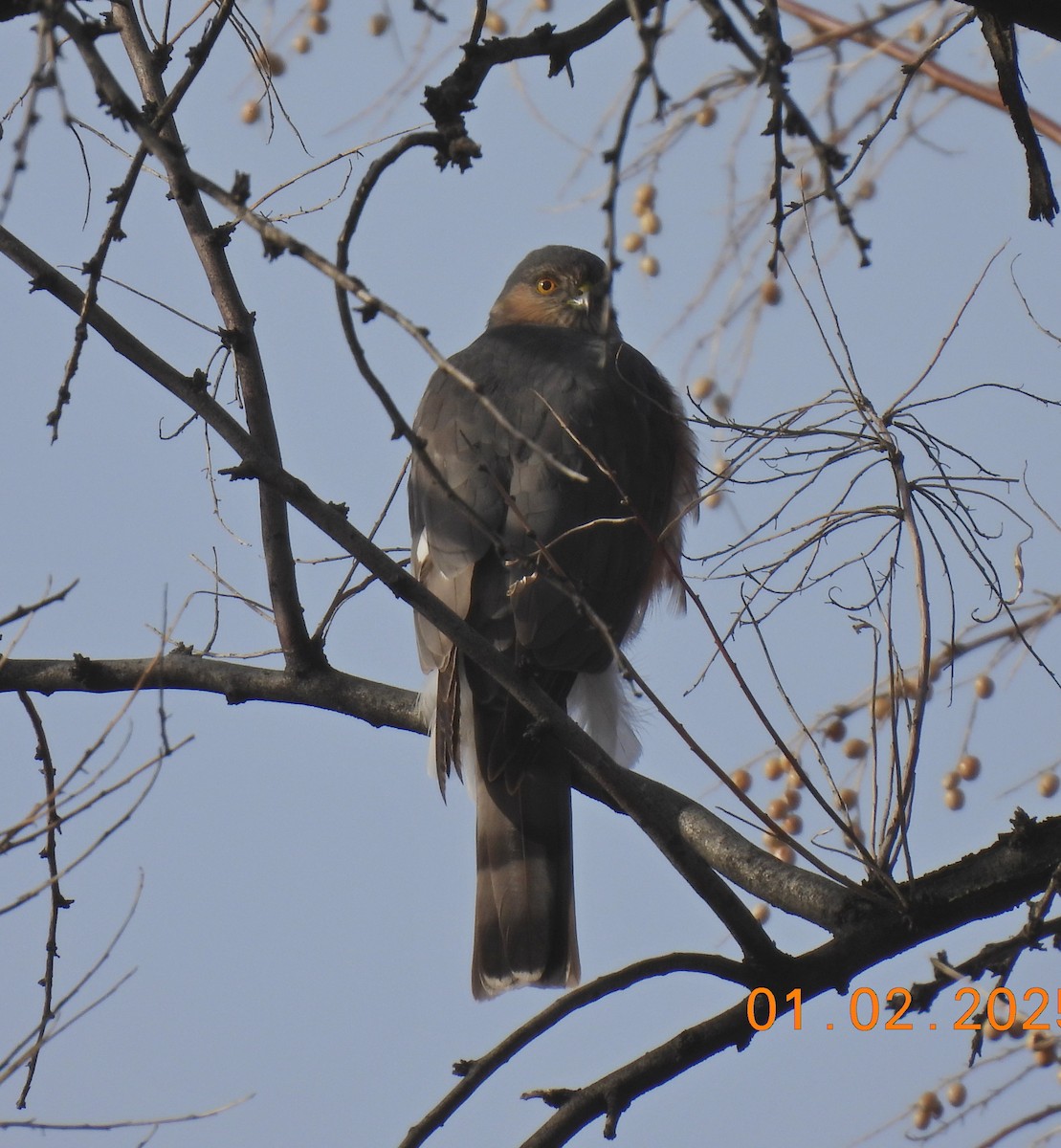 Sharp-shinned Hawk - ML628564260