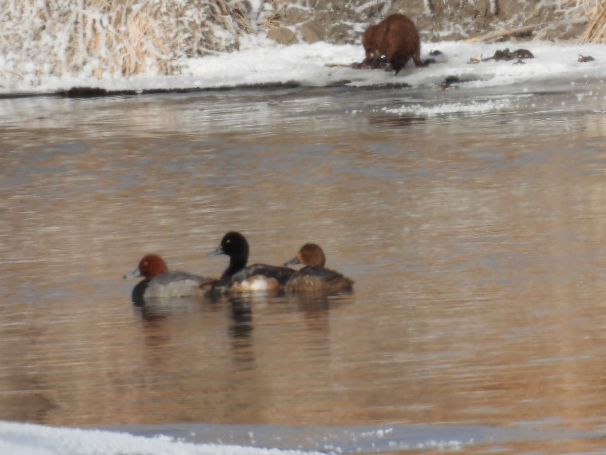 Greater Scaup - ML628564398