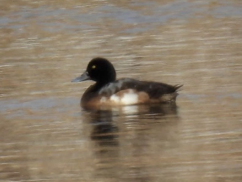 Greater Scaup - ML628564443